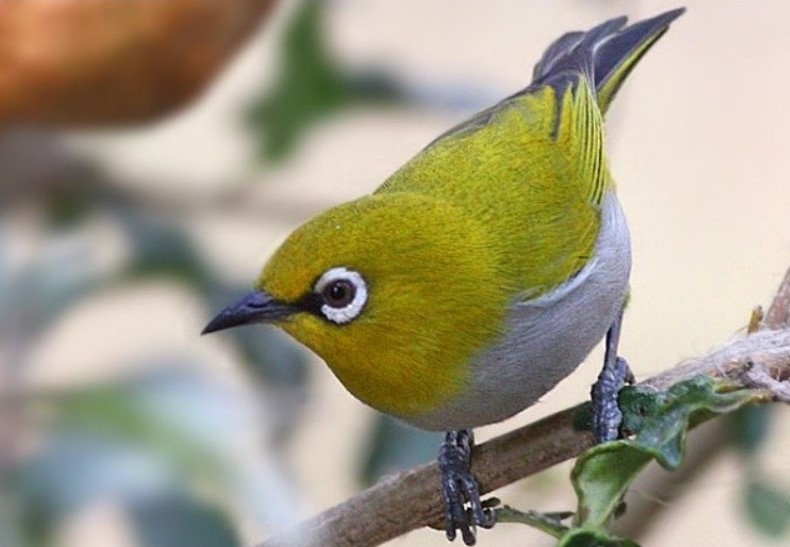 4 Manfaat Cabai Untuk Burung Pleci Agar Rajin Berkicau