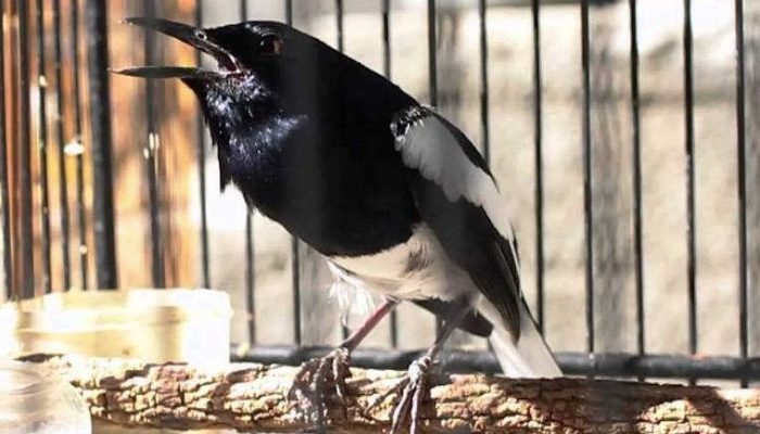 cara-mengatasi-burung-kacer-giras-dengan-mudah