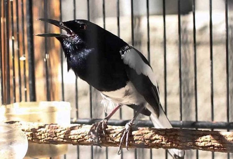 Cara Mengatasi Burung Kacer Giras Dengan Mudah