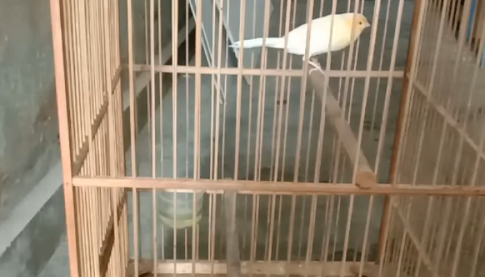 cara-merawat-burung-kenari-nyilet