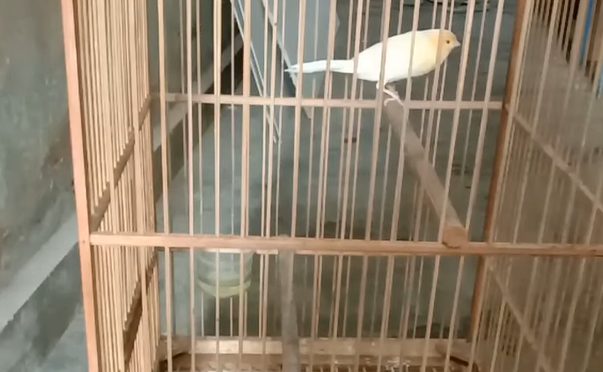 Cara Merawat Burung Kenari Nyilet