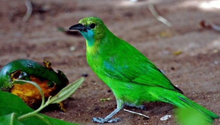 inilah-cara-membuat-burung-cucak-rante-menjadi-gacor