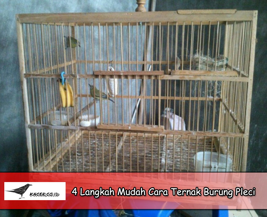 4 Langkah Mudah Cara Ternak Burung Pleci