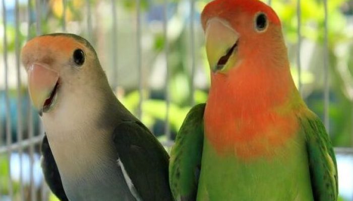 tips-mudah-merawat-lovebird-impor-yang-baru-tiba