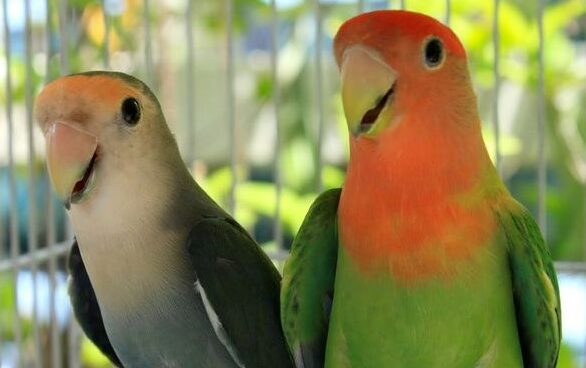 Tips Mudah Merawat Lovebird Impor yang Baru Tiba