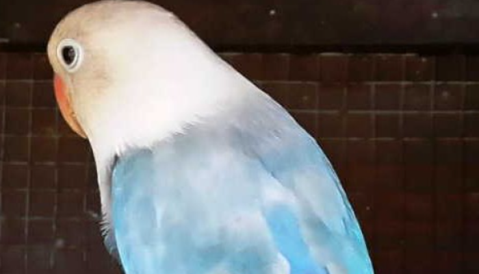 inilah-manfaat-bawang-putih-untuk-burung-lovebird