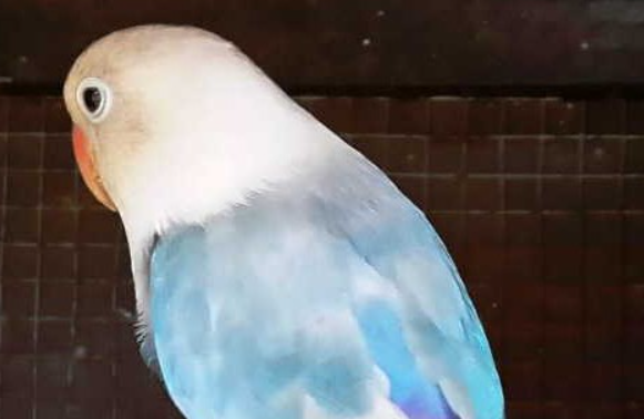 Inilah Manfaat Bawang Putih Untuk Burung Lovebird