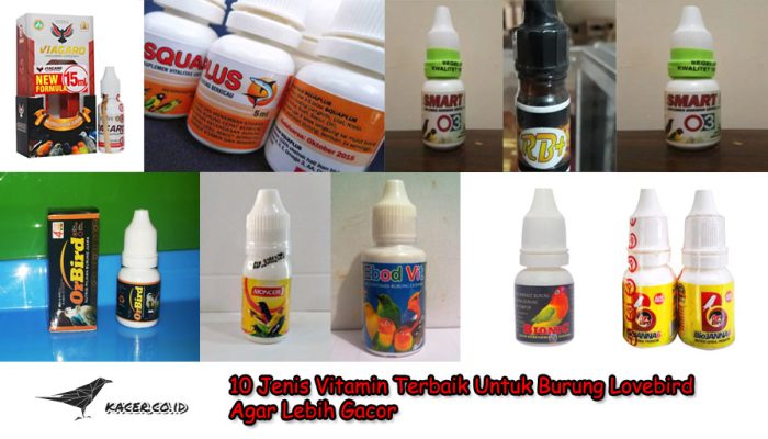 10-jenis-vitamin-terbaik-untuk-burung-lovebird-agar-gacor