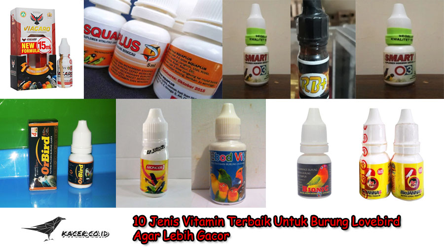 10 Jenis Vitamin Terbaik Untuk Burung Lovebird Agar Gacor