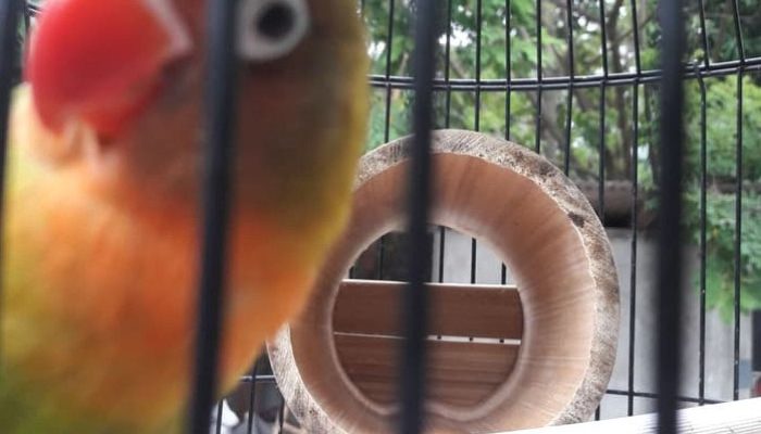 manfaat-terapi-bambu-gila-untuk-durasi-ngekek-lovebird