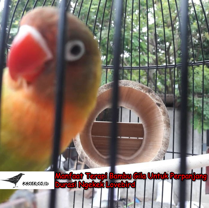Manfaat Terapi Bambu Gila Untuk Durasi Ngekek Lovebird