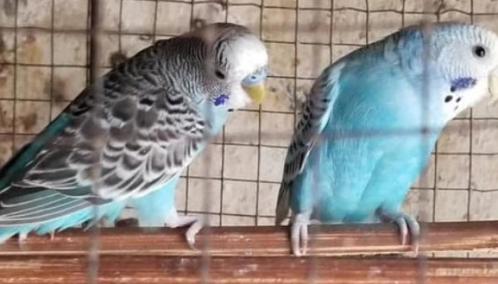 cara-melatih-parkit-agar-cepat-gacor