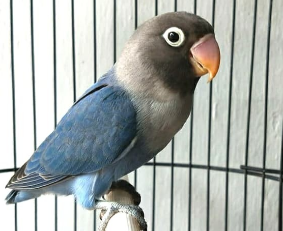 Perawatan Lovebird Tipe Basah