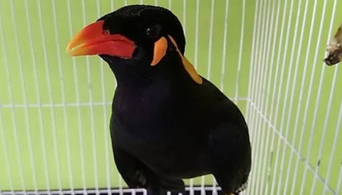 cara-mudah-melatih-burung-beo-agar-bisa-ngomong