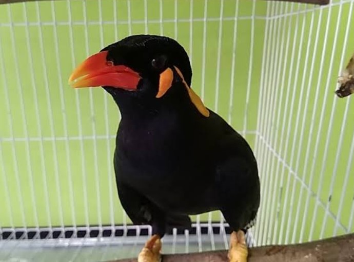 Cara Mudah Melatih Burung Beo Agar Bisa Ngomong