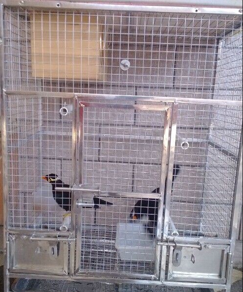 Cara Mudah Beternak Burung Beo Untuk Pemula