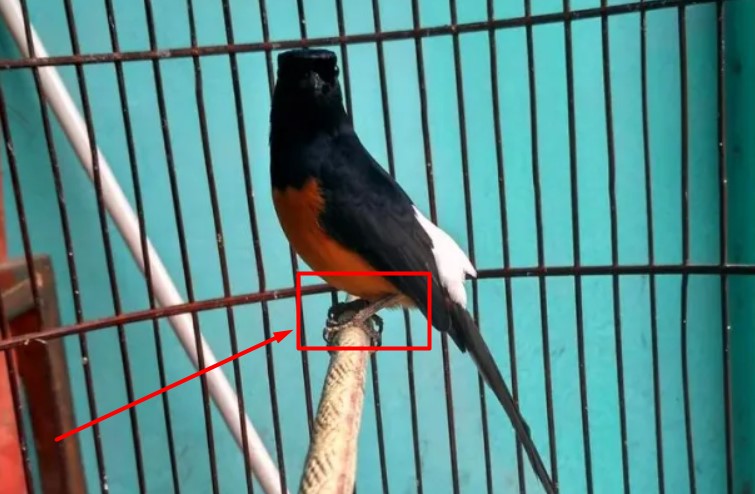 Kelebihan Burung Murai Batu Kaki Hitam