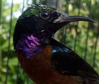 Kolibri Macet Bunyi? Atasi Dengan Cara Terapi