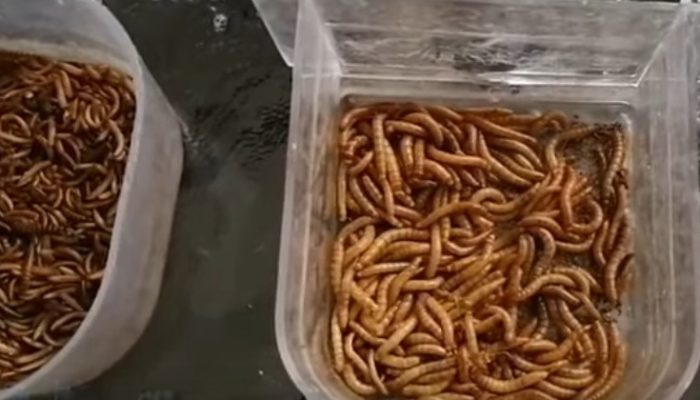 makanan-burung-murai-batu-biar-cepat-gacor