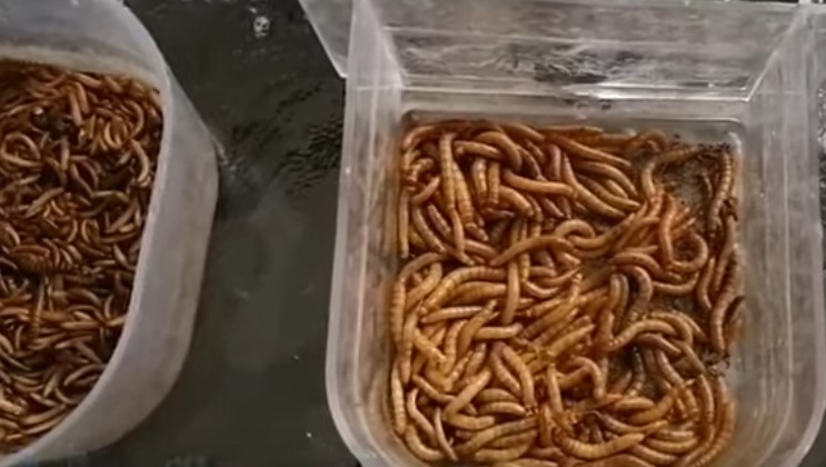 Makanan Burung Murai Batu Biar Cepat Gacor