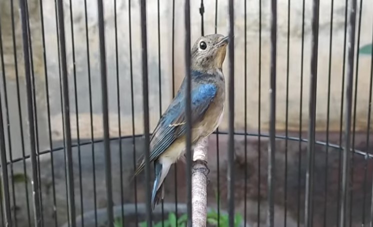 Cara Merawat Burung Tledekan Laut Agar Cepat Gacor