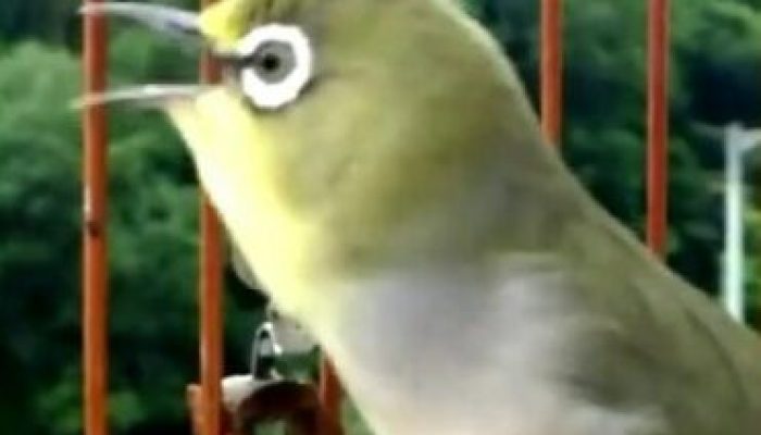 inilah-keistimewaan-burung-pleci-yang-menjadi-primadona