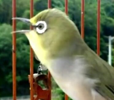 Inilah Keistimewaan Burung Pleci Yang Menjadi Primadona
