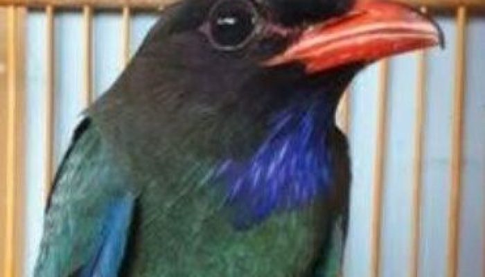 tengkek-buto-guru-vokal-terbaik-untuk-masteran-lovebird