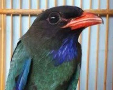 Tengkek Buto Guru Vokal Terbaik Untuk Masteran Lovebird