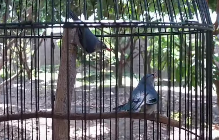 Download Suara Burung Rambatan Gacor