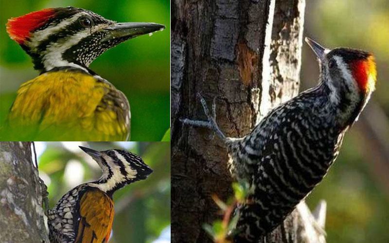 3 Jenis Pelatuk Terbaik Untuk Burung Masteran