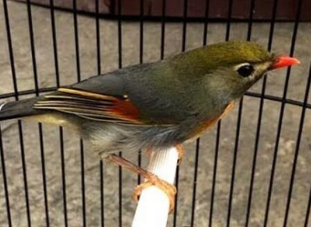 Mengenal Jenis Burung Robin, Makanan, Harga, Suara