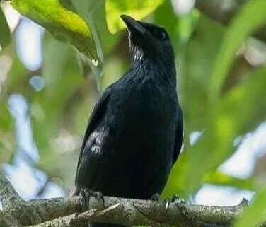 Mengenal Jenis Burung Srigunting, Habitat, Makanan, Mitos