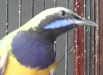 Mengenal Jenis Burung Cucak Cungkok Beserta Harga Dan Suara