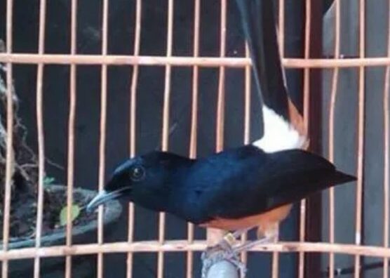 Cara Mudah Mempersiapkan Murai Batu Untuk Kontes