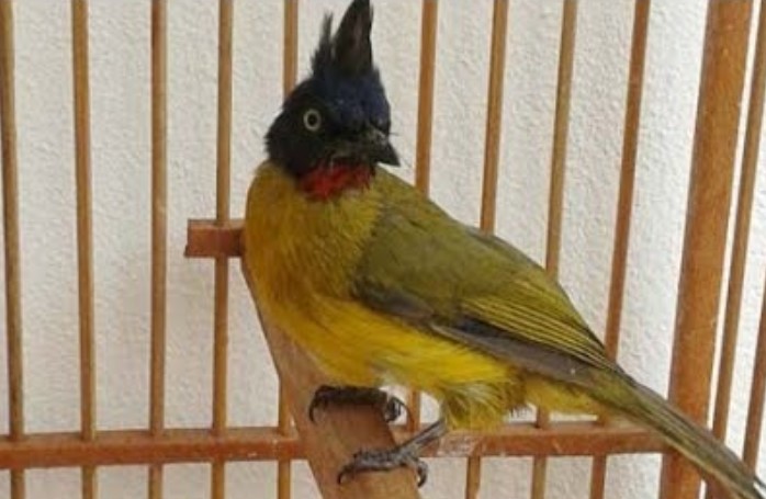 Mitos Memelihara Burung Kutilang