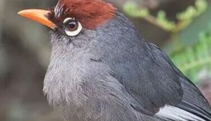 mengenal-jenis-burung-poksay-mandarin