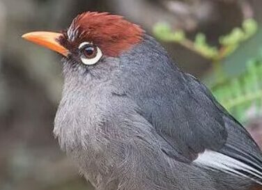 Mengenal Jenis Burung Poksay Mandarin