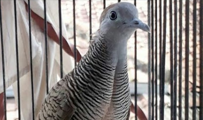 Jenis Burung Peliharaan Pembawa Hoki