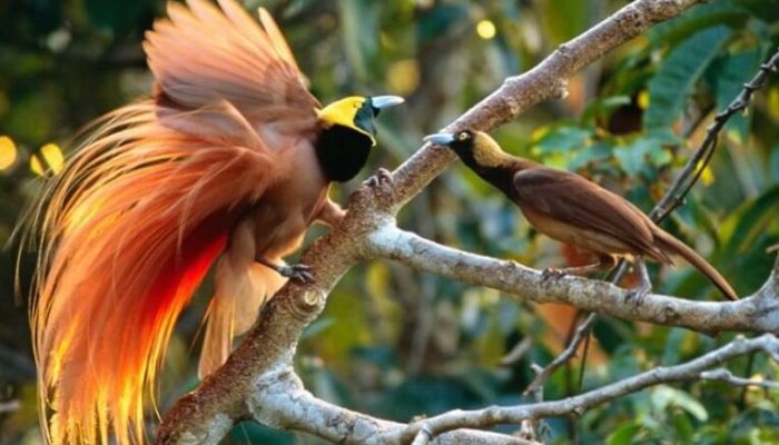 fakta-unik-burung-cendrawasih-di-indonesia