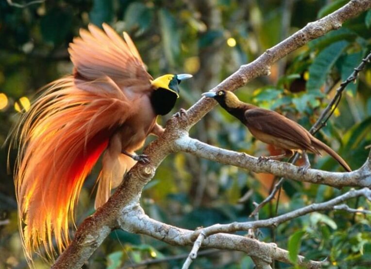 Fakta Unik Burung Cendrawasih di Indonesia
