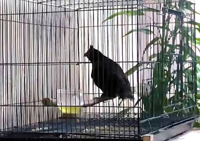 Mengenal Jenis Burung Tangkar Kambing