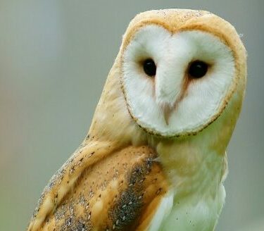 9 Jenis Burung Hantu Yang Paling Populer Di Dunia