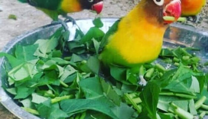 makanan-lovebird-biar-gacor-dan-ngekek-panjang