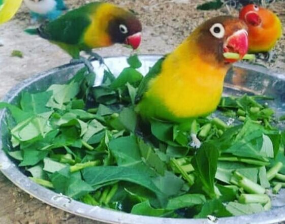 Makanan Lovebird Biar Gacor Dan Ngekek Panjang