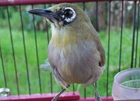 Perawatan Pleci Mabung