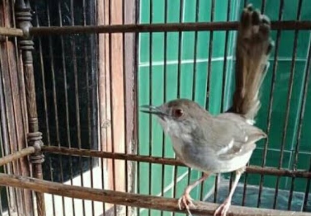 Cara Membedakan Ciblek Jantan Dan Betina