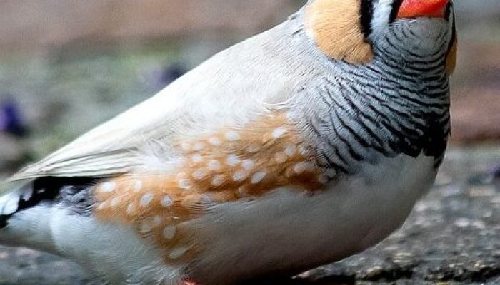mengenal-jenis-burung-finch-(makanan,-suara-dan-harga)