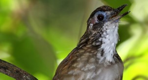 Makanan Burung Rawa Rawa
