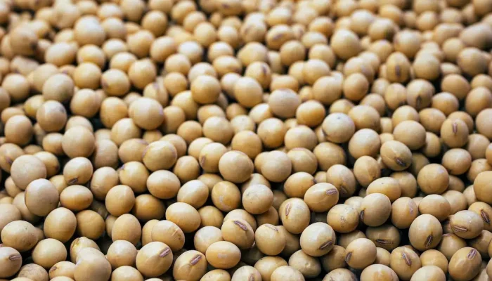 manfaat-kesehatan-dari-kedelai,-nutrisi-alami-untuk-tubuh